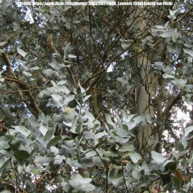 Eucalyptus cordata, Gommier argenté